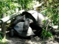 /album/galleria-fotografica/accoppiamento-tartarughe-galapagos-jpg1/